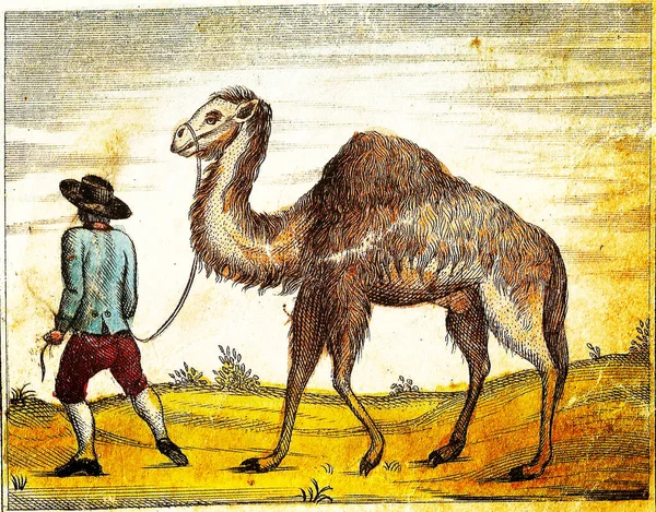 Camel 1840 Vintage Graverad Illustration Med Ursprungliga Färger Och Brister — Stockfoto