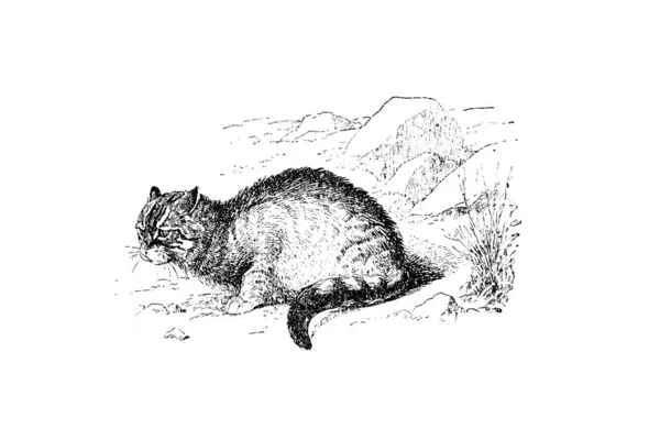Απεικόνιση Ενός Λύκου Μαύρο Και Άσπρο Φόντο — Φωτογραφία Αρχείου