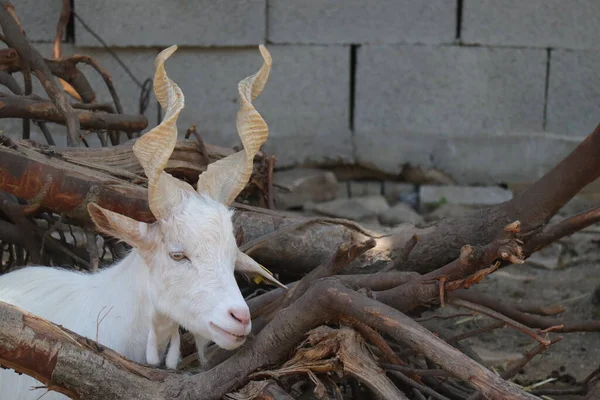 動物園のジルゲンタナのヤギ — ストック写真