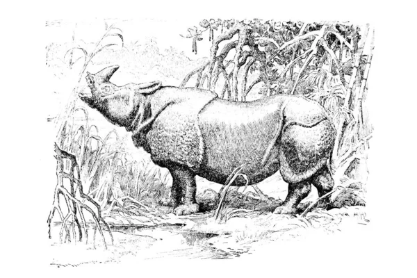 Illustratie Van Een Jonge Oude Afrikaanse Buffel — Stockfoto