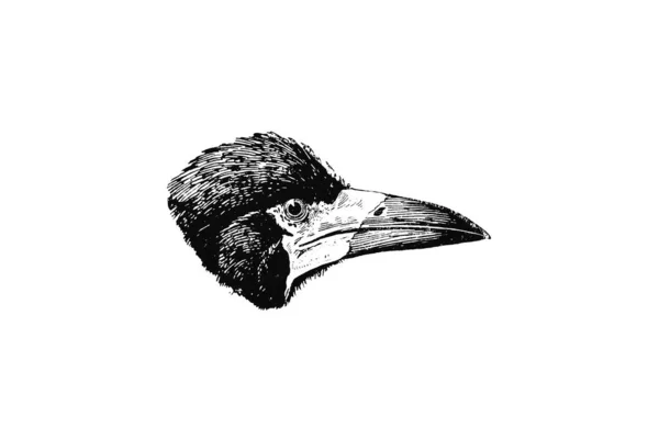 Ασπρόμαυρη Απεικόνιση Ενός Πουλιού — Φωτογραφία Αρχείου