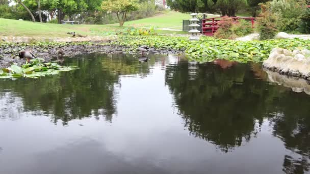 Japanse Tuin Recreatiegebied Kenneth Hahn State Park Culver City Los — Stockvideo