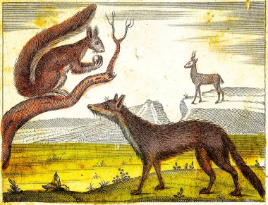 FOX, SQUIRREL ve CHAMOIS - 1840 Orijinal renkler ve kusurlarla oyulmuş Vintage Illustration.