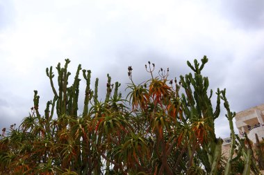 Los Angeles, Kaliforniya - 10 Mayıs 2019: Getty Center Garden