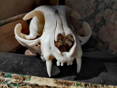 Antika Eski Kitaplar ve Klasik Kedi SKULL, Deri ciltli ve Mermer Kağıt Kitap