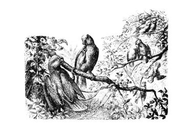 Bu, siyah beyaz çizimli bir ağacın çizimi.