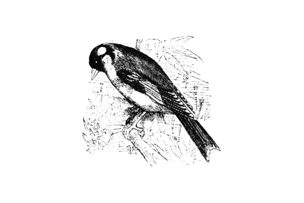 Illustrazione Disegnata Mano Uccello — Foto Stock
