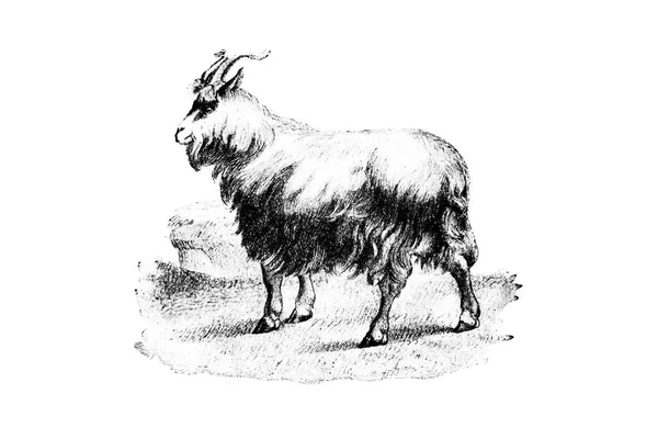 Czarno Biała Ilustracja Zwierzęcia Gospodarskiego — Zdjęcie stockowe