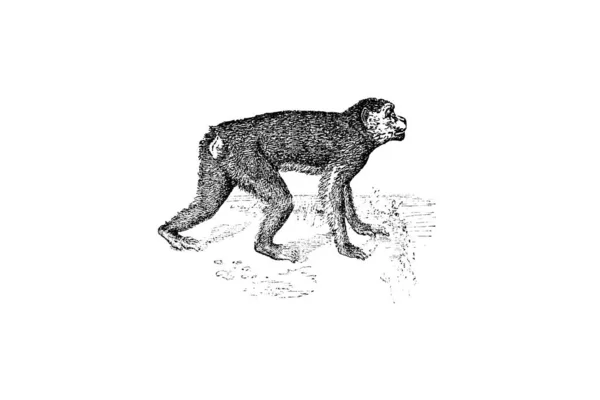 Ilustração Vetorial Tigre — Fotografia de Stock