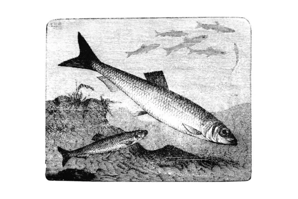 Illustrazione Pesce Con Coltello — Foto Stock