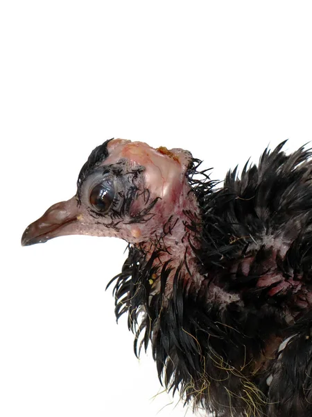 Kuş Gribi Enfeksiyonu Olan Güvercin Güvercin Hastalığı — Stok fotoğraf