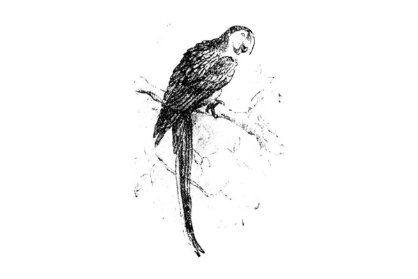 Illustration Dessinée Main Oiseau — Photo