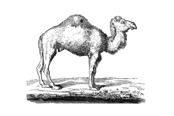 Wielbłąd Pustyni Ilustracja Wektora — Zdjęcie stockowe