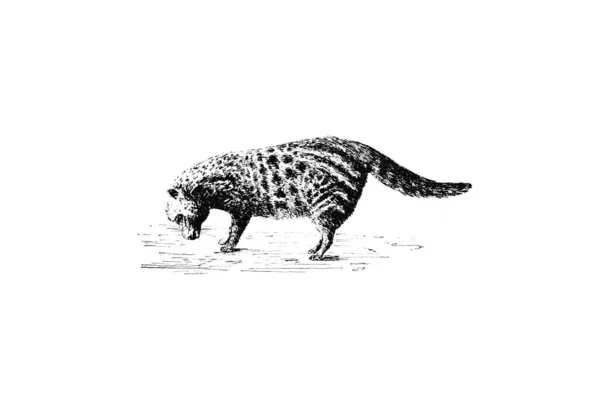 Hand Drawn Sketch Zoology Illustration Engraving Style — Stock Photo, Image