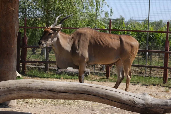 Vanlig Eland Vetenskapligt Namn Taurotragus Oryx Även Känd Som Södra — Stockfoto