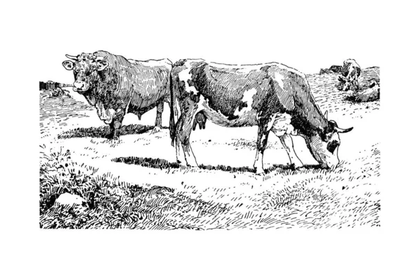 Ilustração Cavalo — Fotografia de Stock