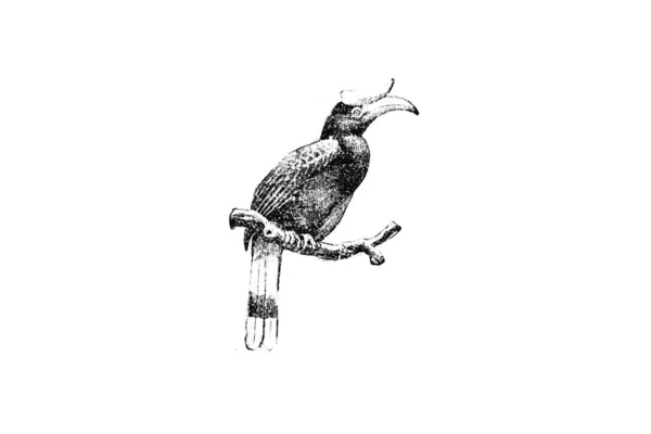 Απεικόνιση Ενός Πτηνού Μορφή Παπαγάλου — Φωτογραφία Αρχείου