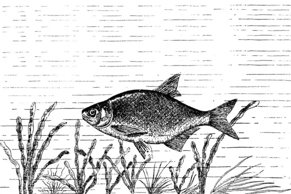 Ζωγραφισμένη Στο Χέρι Απεικόνιση Των Ψαριών — Φωτογραφία Αρχείου