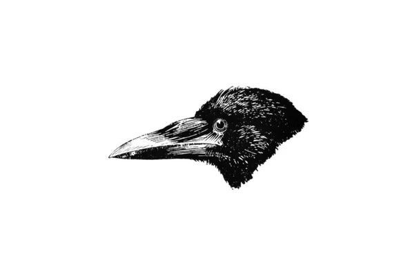 Czarno Białe Ilustracja Ptaka — Zdjęcie stockowe
