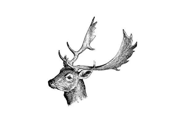 Handritad Illustration Hjorthuvud Med Horn Och Horn — Stockfoto