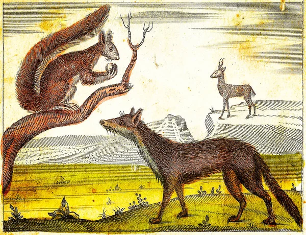 Fox Squirrel Chamois 1840 Vintage Engraved Illustration Оригінальними Кольорами Недосконалостями — стокове фото