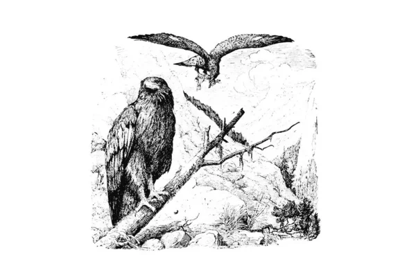 Ilustración Cuervo Con Árbol — Foto de Stock