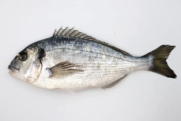 Рыба Белом Фоне — стоковое фото