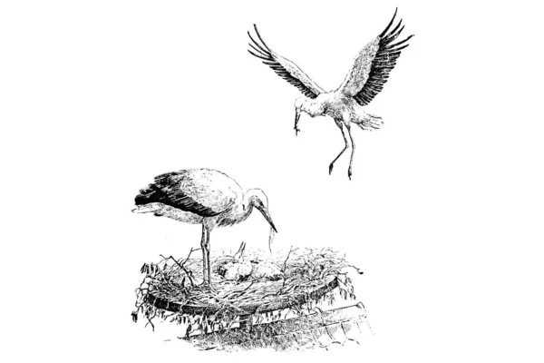 Illustration Stork Boet — Stockfoto