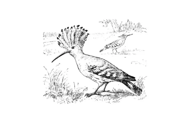 Ilustração Pássaro Forma Uma Cegonha — Fotografia de Stock