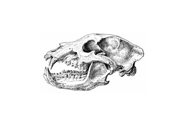 Ručně Kreslený Náčrt Zoologie Ilustrace Stylu Rytí — Stock fotografie