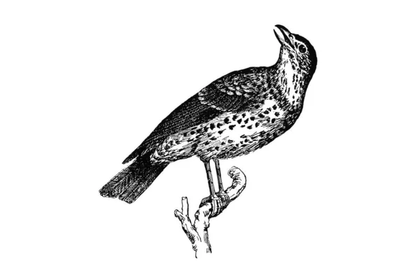 Illustration Oiseau Sur Fond Blanc — Photo