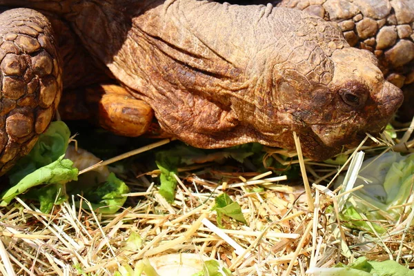 Hermann Tortoise Wetenschappelijke Naam Testudo Hermanni — Stockfoto