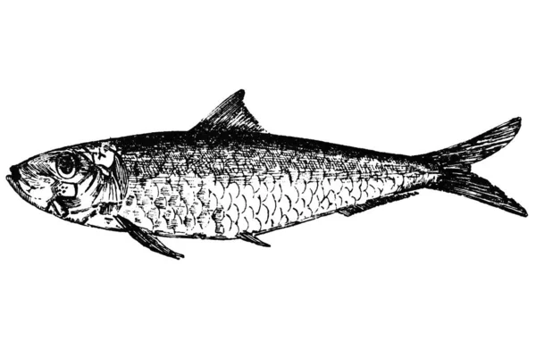 Εικονογράφηση Φορέα Των Ψαριών — Φωτογραφία Αρχείου