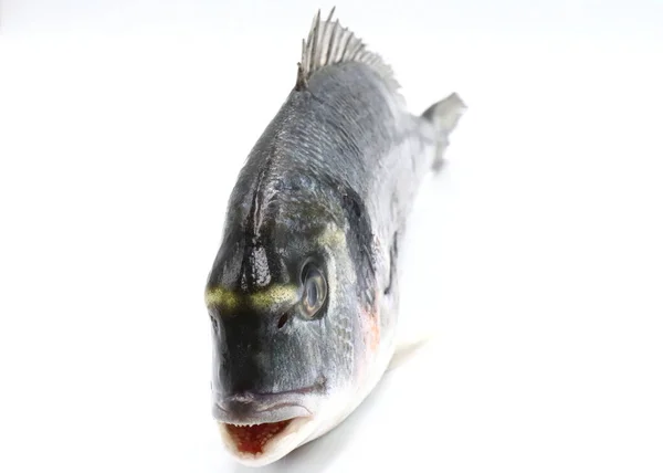 Vis Een Witte Achtergrond — Stockfoto