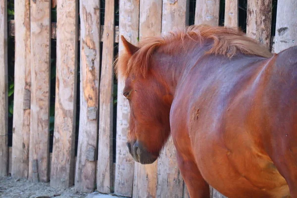 Bruine Pony Paard Boerderij — Stockfoto