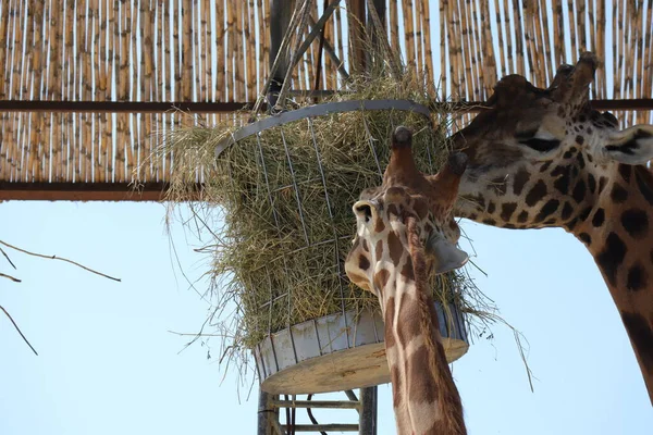 Giraffer Zoo — Stockfoto