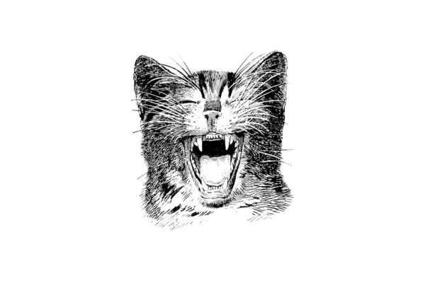 Кошачья Голова Животное Эскиз Рисунок Руки Вектор — стоковое фото
