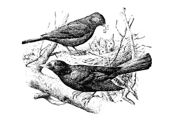 Απεικόνιση Ενός Πτηνού — Φωτογραφία Αρχείου