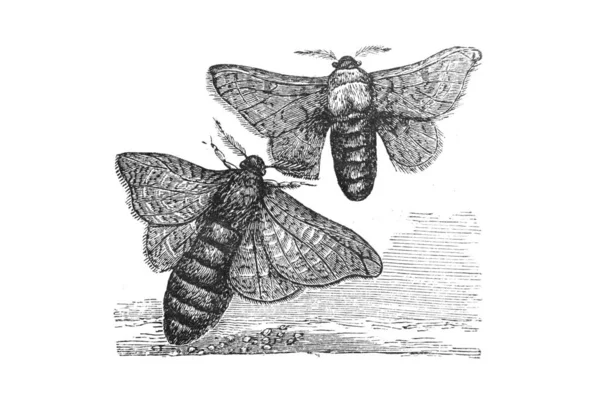 Illustration Von Insekten Handgezeichnete Skizze — Stockfoto