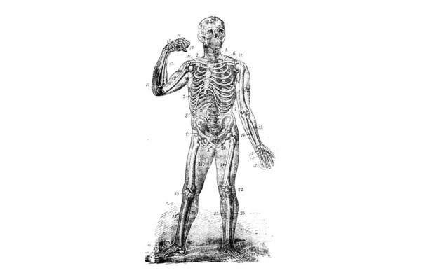 Человеческая Анатомия Ручной Рисунок — стоковое фото