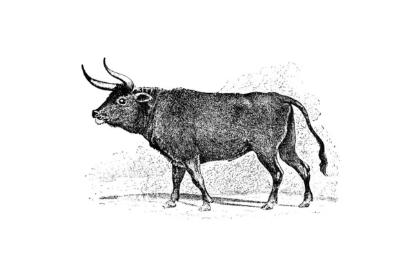 Toro Con Corna Bufalo — Foto Stock