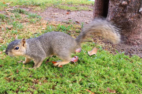 Squirrel Member Family Sciuridae — Stock Photo, Image