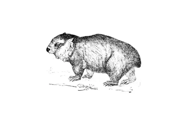 Gambar Tangan Sketsa Zoologi Ilustrasi Dalam Gaya Engraving — Stok Foto