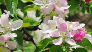 Bal arısı, Apple çiçeklerinden polen topluyor. Elma ağacı yeşil yapraklarla çiçek açar.