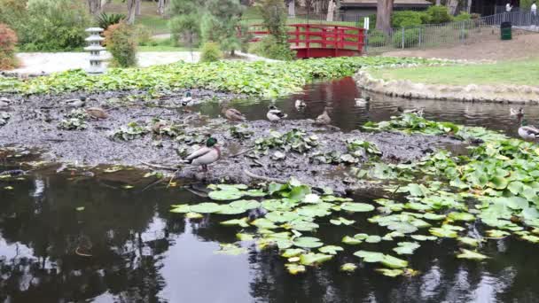 Japanese Garden Kenneth Hahn State Park Recreation Area Culver City — стокове відео