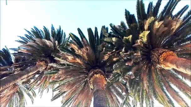 Widok Palmy Pod Słonecznym Błękitnym Niebem — Wideo stockowe