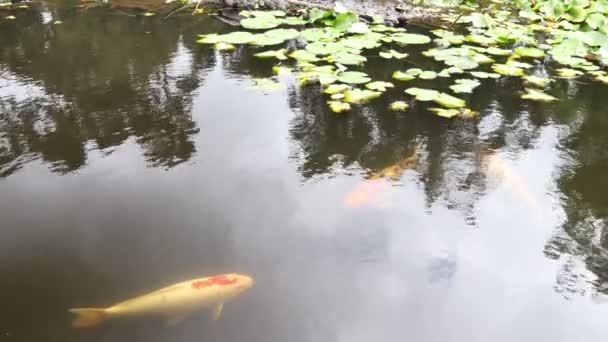 Vissen Japanse Tuin Recreatiegebied Kenneth Hahn State Park Culver City — Stockvideo
