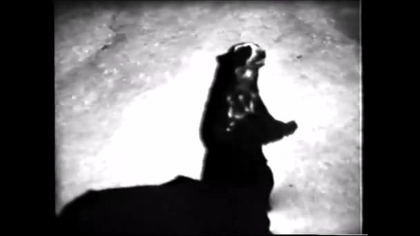 Nice Raccoon Saying Hello Винтажное Видео Годов — стоковое видео
