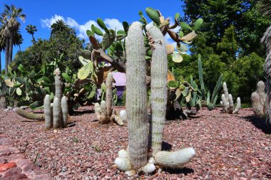 Beverly Hills Kaktüs Bahçesi, Santa Monica Bulvarı 'ndaki Beverly Gardens Parkı..