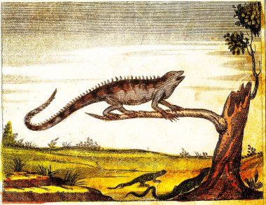 IguANA, GREEN LIZARD VE GREY LIZARD - 1840 Orijinal renkler ve kusurlarla oyulmuş Vintage Illustration.